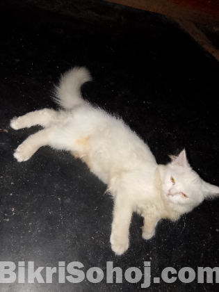 পাসিয়ান বিড়াল